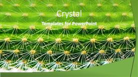  Presentation with green nature - PPT theme featuring close-up-of-a-prickly background and a shamrock green colored foreground