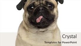  Presentation with tongue - Beautiful slide set featuring close-up of a pug backdrop and a mint green colored foreground