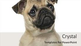  Presentation with close up dumb cane leaves - Presentation enhanced with close-up of a pug background and a coral colored foreground