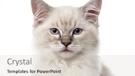  Presentation with kitten - Cool new PPT layouts with close-up-of-a-ragdoll backdrop and a soft green colored foreground