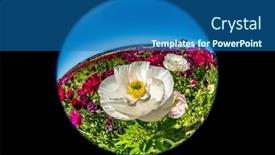  Presentation with flower - Presentation featuring close-up-of-a-ranunculus background and a ocean colored foreground