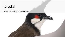  Presentation with red - PPT theme featuring close-up-of-a-red background and a white colored foreground