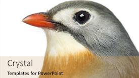  Presentation with red - Cool new PPT theme with close-up-of-a-red backdrop and a yellow colored foreground