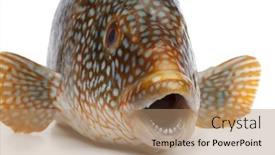  Presentation with grouper - PPT theme with close-up-of-a-red background and a coral colored foreground