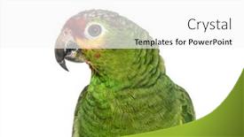  Presentation with red - Slides featuring close-up-of-a-red background and a white colored foreground