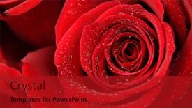  Presentation with red and white rose petals - PPT theme with close-up-of-a-red background and a crimson colored foreground
