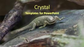  Presentation with reptile - Slide deck enhanced with close-up-of-a-reptile and a tawny brown colored foreground