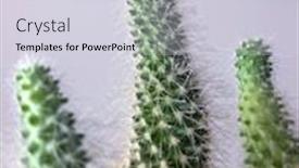  Presentation with cactus - Presentation design consisting of close-up of a room cactus against a white wall partially blurred cactus background and a lemonade colored foreground