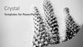  Presentation with cactus - Slide set with close-up of a room cactus against a white wall partially blurred cactus background and a light gray colored foreground