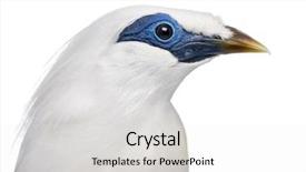  Presentation with close up of an apron - Slide set having close-up of a rothschild's swift - cypseloides rothschildi - isolated on white background and a white colored foreground