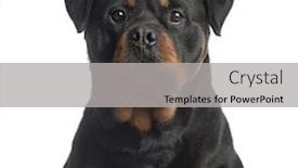  Presentation with security camera monitoring - Presentation enhanced with close up of a rottweiler looking at the camera isolated on white background and a light gray colored foreground