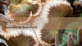  Presentation with invertebrate - Cool new presentation theme with close-up-of-a-sea backdrop and a coral colored foreground