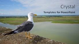  Presentation with seagull - Cool new theme with close-up-of-a-seagull backdrop and a light blue colored foreground