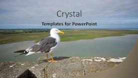  Presentation with seagull - PPT layouts enhanced with close-up-of-a-seagull background and a light blue colored foreground