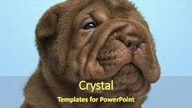  Presentation with pei - Beautiful PPT theme featuring close-up of a shar pei puppy on a blue background backdrop and a tawny brown colored foreground