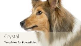  Presentation with sheepdog - Amazing presentation theme having close-up of a shetland sheepdog in front of a white background backdrop and a soft green colored foreground