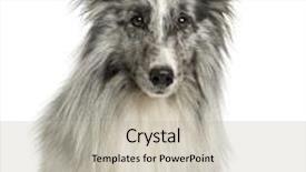  Presentation with sheepdog - Slide set enhanced with close-up of a shetland sheepdog in front of a white background background and a light gray colored foreground