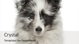  Presentation with sheepdog - Audience pleasing presentation design consisting of close-up of a shetland sheepdog puppy in front of a white background backdrop and a light gray colored foreground