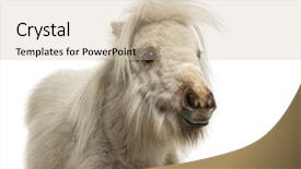  Presentation with brown sugar isolated on white - Cool new presentation design with close-up of a shetland pony isolated on white backdrop and a soft green colored foreground