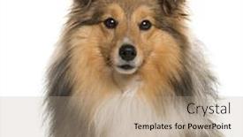  Presentation with sheepdog - Presentation design consisting of close-up of a shetland sheepdog in front of a white background background and a coral colored foreground