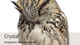  Presentation with eagle - Amazing slide set having close-up of a siberian eagle owl sleeping - bubo bubo 3 years old in front of a white background backdrop and a coral colored foreground