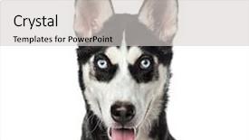  Presentation with husky - Presentation theme featuring close-up of a siberian background and a light gray colored foreground