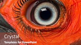  Presentation with eye - Slide deck featuring close-up-of-a-southern background and a crimson colored foreground