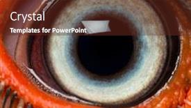  Presentation with eye - PPT layouts consisting of close-up-of-a-southern background and a tawny brown colored foreground