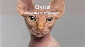  Presentation with camera - Amazing PPT layouts having close-up of a sphynx looking at the camera on a grey background backdrop and a coral colored foreground