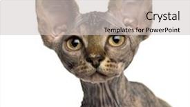  Presentation with hello kitty cute little kitten - Theme enhanced with close-up of a sphynx background and a light gray colored foreground