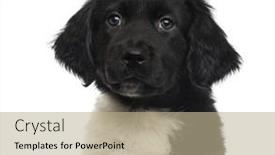  Presentation with close up of cereal granola - Beautiful slides featuring close-up-of-a-stabyhoun backdrop and a mint green colored foreground