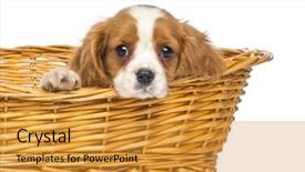  Presentation with king - Beautiful presentation design featuring up of a staring cavalier backdrop and a gold colored foreground