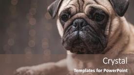  Presentation with super hero dog red - Amazing presentation design having close up of a superb pug dog with brown fur lying down and staring at camera on gray background backdrop and a violet colored foreground