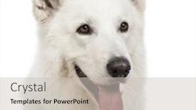  Presentation with old dog - Slide set featuring close-up of a swiss shepherd dog 5 years old panting and looking away in front of white background background and a soft green colored foreground