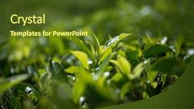  Presentation with extreme - Amazing slide set having close up of a tender backdrop and a tawny brown colored foreground