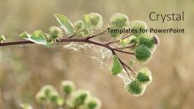  Presentation with purple flowers - Presentation theme consisting of close-up-of-a-thistle background and a mint green colored foreground