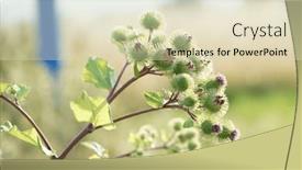  Presentation with purple flowers - Theme enhanced with close-up-of-a-thistle background and a soft green colored foreground