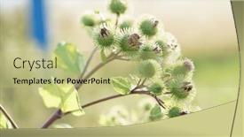  Presentation with thistle - PPT layouts enhanced with close-up-of-a-thistle background and a mint green colored foreground