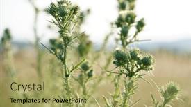  Presentation with thistle - Slide set with close-up-of-a-thistle background and a yellow colored foreground