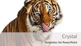  Presentation with tiger - Audience pleasing slide set consisting of close-up-of-a-tiger backdrop and a light gray colored foreground