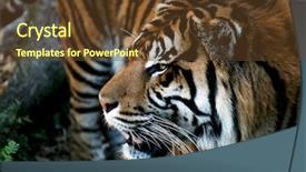  Presentation with tiger orchid close up petal - Cool new presentation with close up of a tiger backdrop and a tawny brown colored foreground