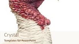  Presentation with turkey - PPT theme with close-up-of-a-turkey background and a cream colored foreground