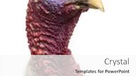  Presentation with turkey - Colorful slide deck enhanced with close-up-of-a-turkey backdrop and a white colored foreground
