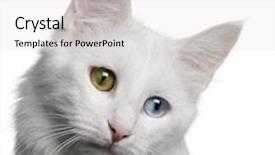  Presentation with turkish - Colorful theme enhanced with up of a turkish angora backdrop and a white colored foreground