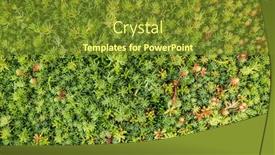  Presentation with green - Presentation with close-up-of-a-vegetated and a tawny brown colored foreground