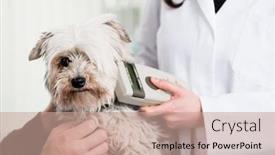  Presentation with sick dog - Colorful slide set enhanced with close-up of a vet specialist examining sick dog in hospital backdrop and a coral colored foreground