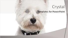  Presentation with old west - Amazing PPT layouts having close up of a west highland white terrier with a collar looking away isolated on white 1 year old backdrop and a white colored foreground