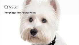 Presentation with old west - Cool new PPT theme with close up of a west highland white terrier with a collar looking away isolated on white 1 year old backdrop and a white colored foreground