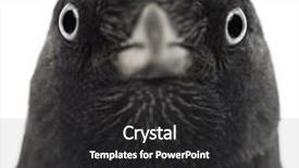  Presentation with jackdaw - Slide set with close-up of a western background and a dark gray colored foreground
