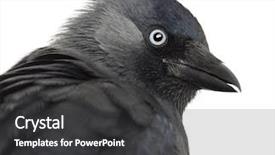  Presentation with jackdaw - Amazing slide deck having close-up of a western backdrop and a dark gray colored foreground